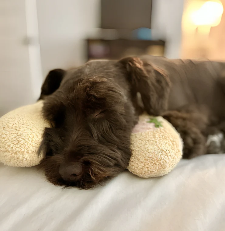 CuddlePaws™ | Ortopedisk halvmåneformad kudde för husdjur - Image 2