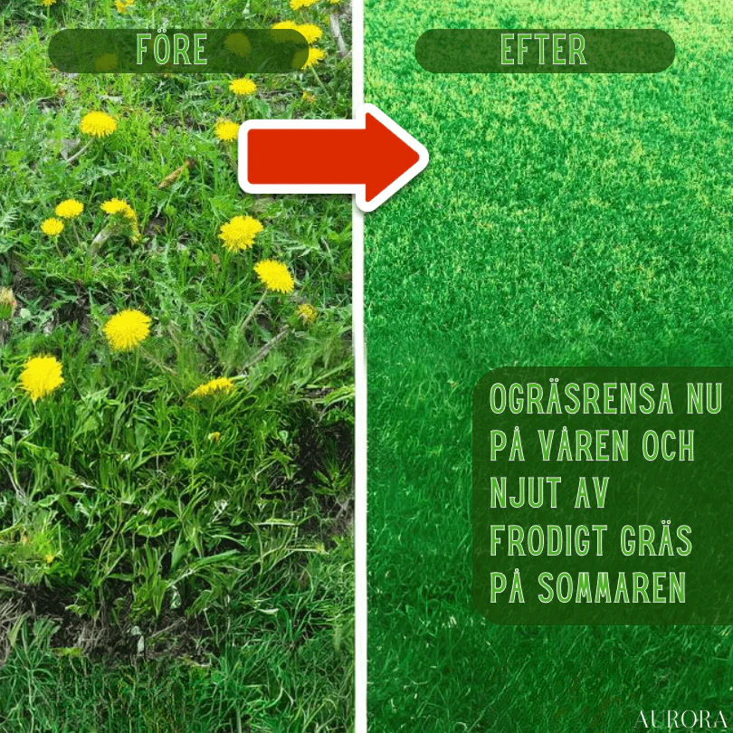 TILLFÄLLIGT 50% RABATT | WeedBuster™ | Bekämpa trädgårdsarbete effektivt! - Image 4